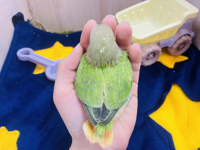 コザクラインコ（小桜インコ）