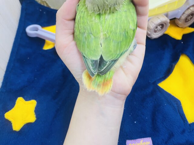 コザクラインコ（小桜インコ）