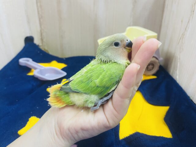 コザクラインコ（小桜インコ）