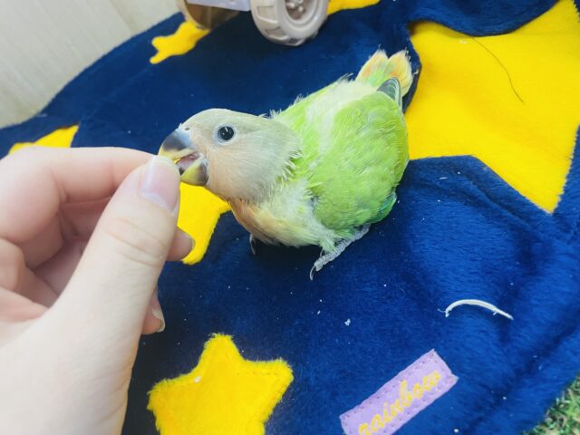 コザクラインコ（小桜インコ）