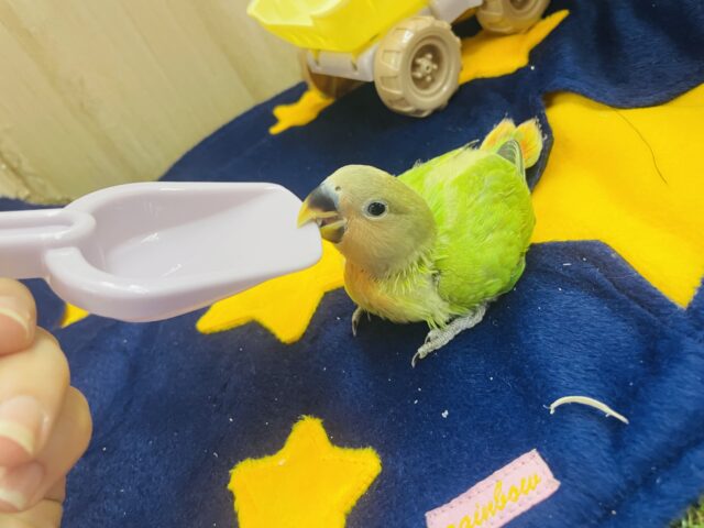 コザクラインコ（小桜インコ）