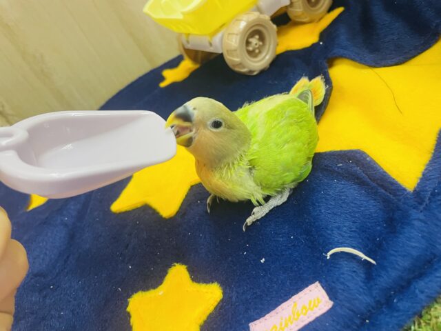 コザクラインコ（小桜インコ）