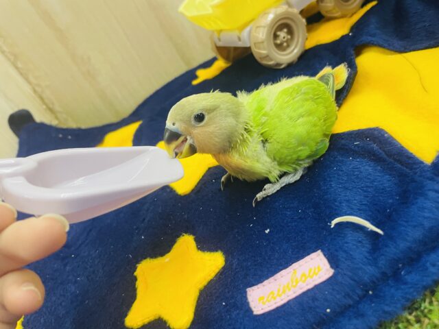 コザクラインコ（小桜インコ）