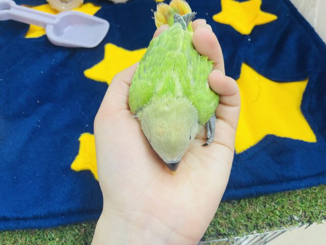 コザクラインコ（小桜インコ）