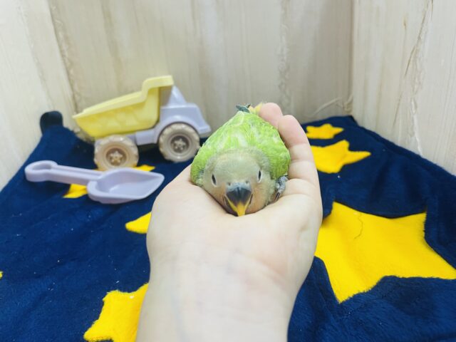 コザクラインコ（小桜インコ）