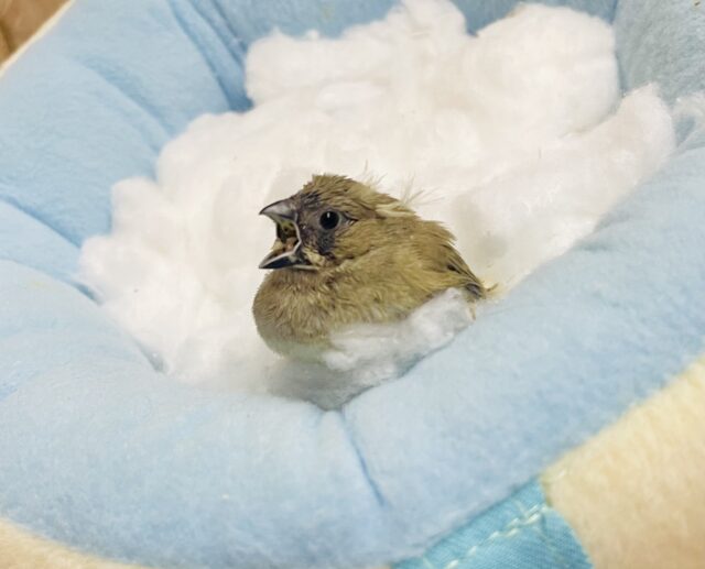 『わっ！💓』😯このお顔がたまらない、、、☁️ キンカ鳥　ノーマル