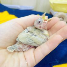 目の輝き見てなさ〜ーいっ🗯️⭐️⭐️💫　シナモン文鳥