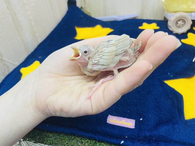 シナモン文鳥