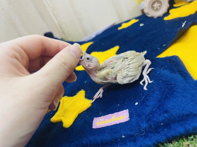 シナモン文鳥