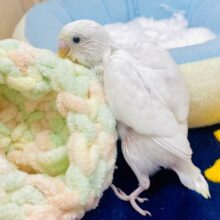 💗💓ラブリーピュア💓💗なおてんばちゃん🫰　セキセイインコ　ダブルファクター　