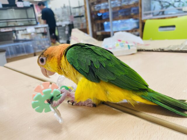 シロハラインコ