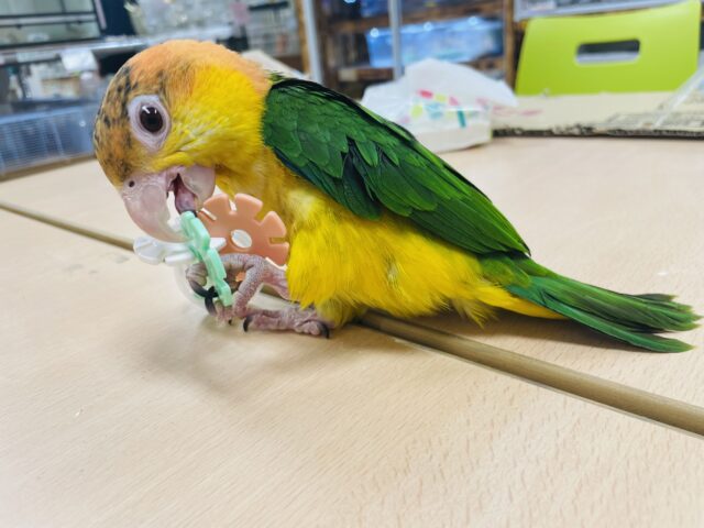 シロハラインコ