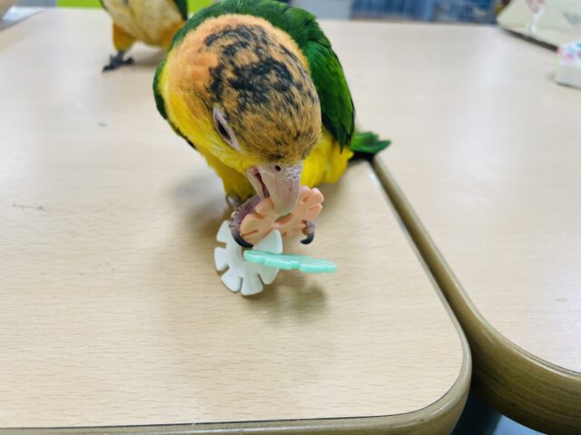 シロハラインコ