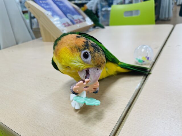 シロハラインコ