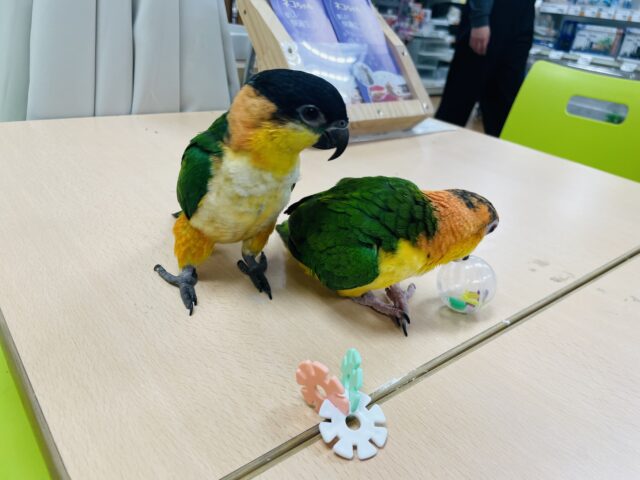 シロハラインコ