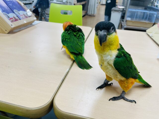 シロハラインコ