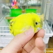 なれてるよ〜❣️ゆずちゃん❣️1人餌❣️手乗り❣️カキカキ⭕️ゆずちゃん たんぽぽ畑に居るんだよ🌼　セキセイインコ　イエローハルクイン
