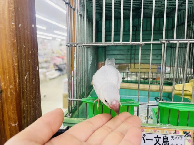 シルバー文鳥