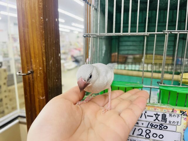 シルバー文鳥