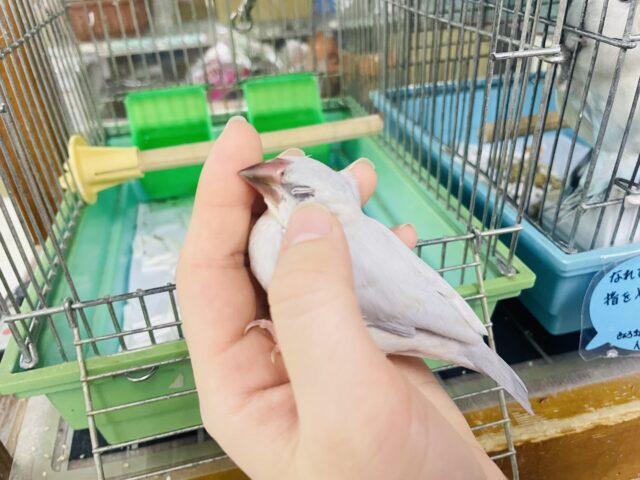 シルバー文鳥