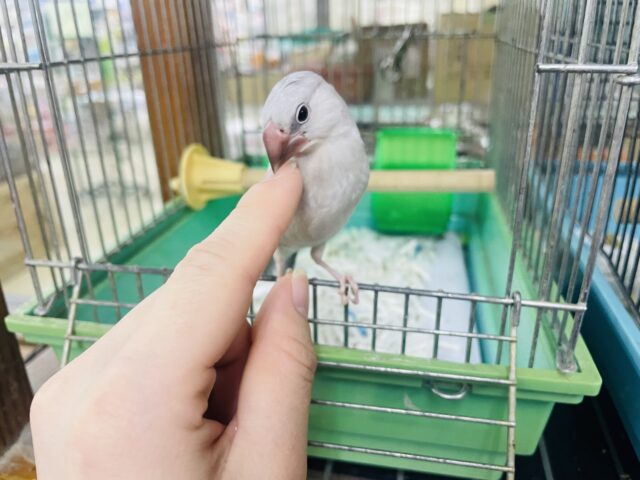 シルバー文鳥