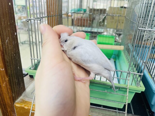 シルバー文鳥