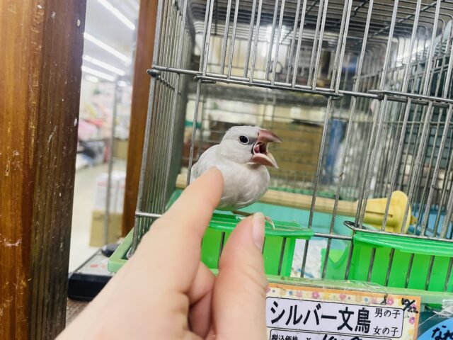 シルバー文鳥