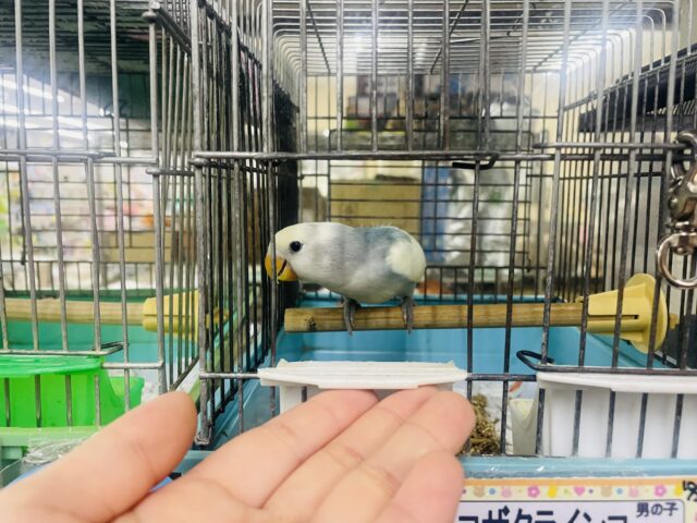 コザクラインコ（小桜インコ）