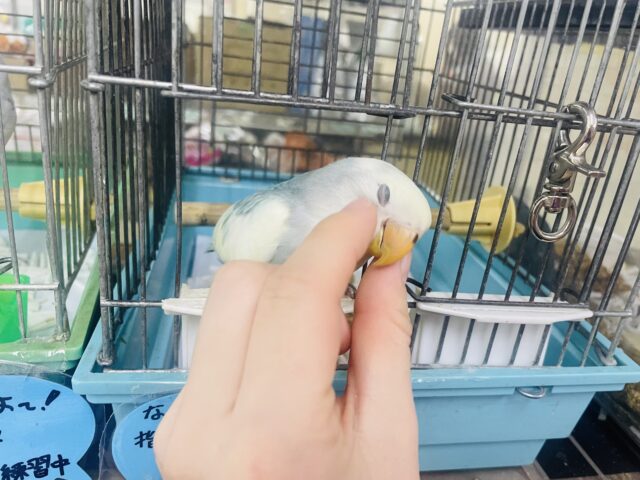 コザクラインコ（小桜インコ）