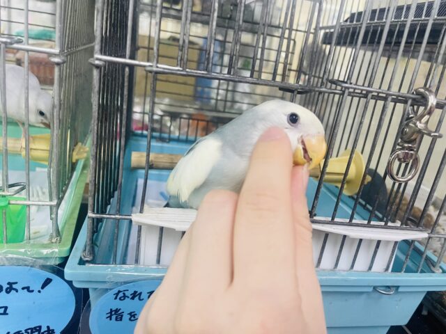 コザクラインコ（小桜インコ）