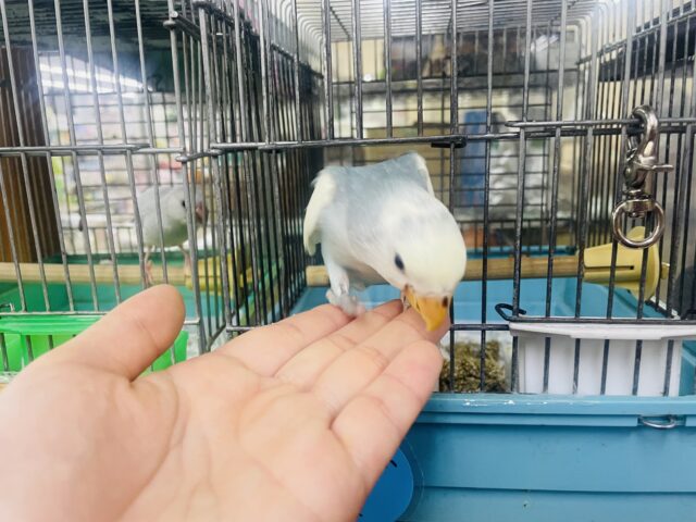 コザクラインコ（小桜インコ）