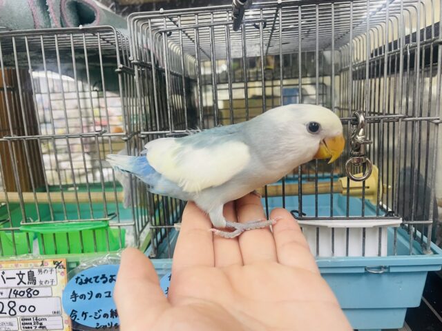 コザクラインコ（小桜インコ）