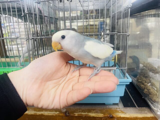 コザクラインコ（小桜インコ）