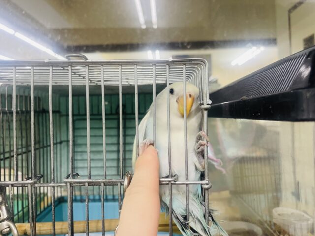 コザクラインコ（小桜インコ）