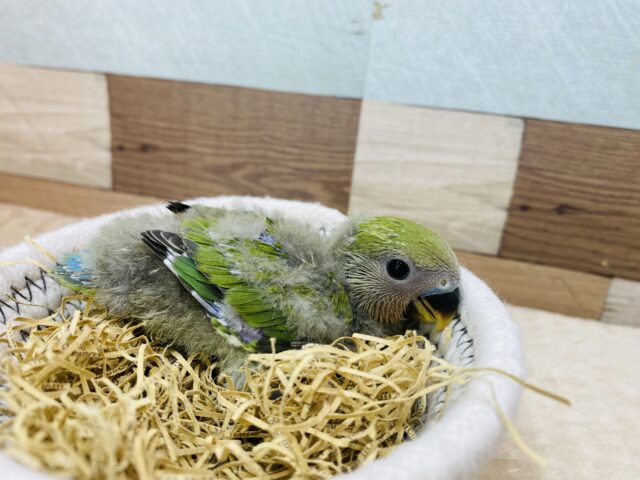 コザクラインコ（小桜インコ）