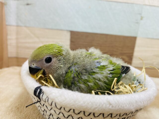 コザクラインコ（小桜インコ）