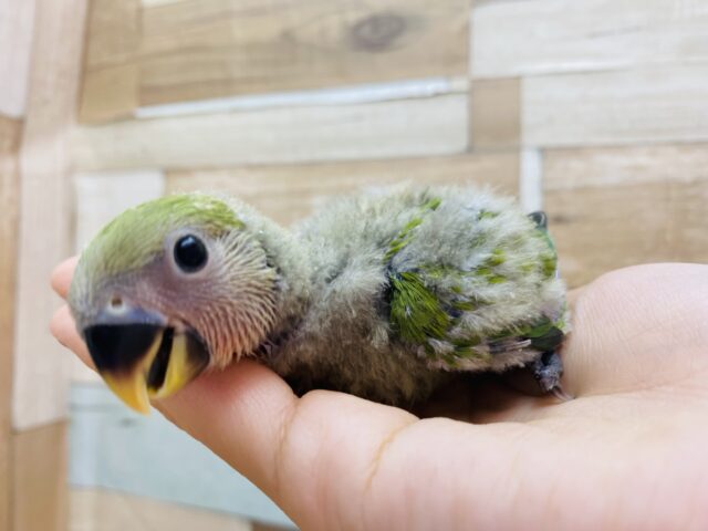 キュルキュルおめめにやられちゃいます💕これから赤く染まっていきますコザクラインコノーマルカラー❗️