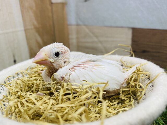 美文鳥になりそうな予感…🩷凛々しいお顔の白文鳥✨