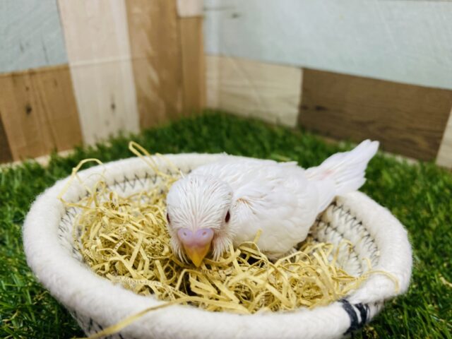 セキセイインコ