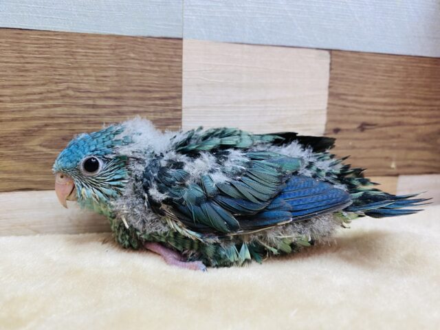 サザナミインコ