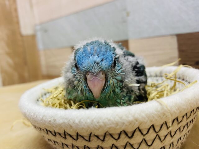 サザナミインコ