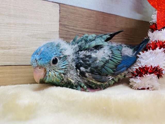 サザナミインコ