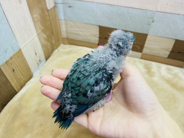 サザナミインコ