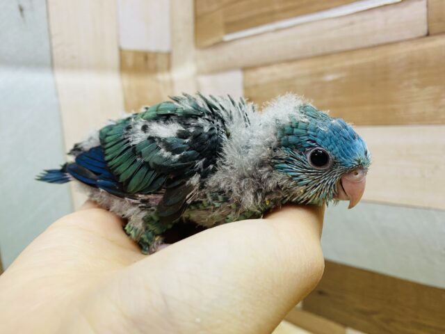 サザナミインコ