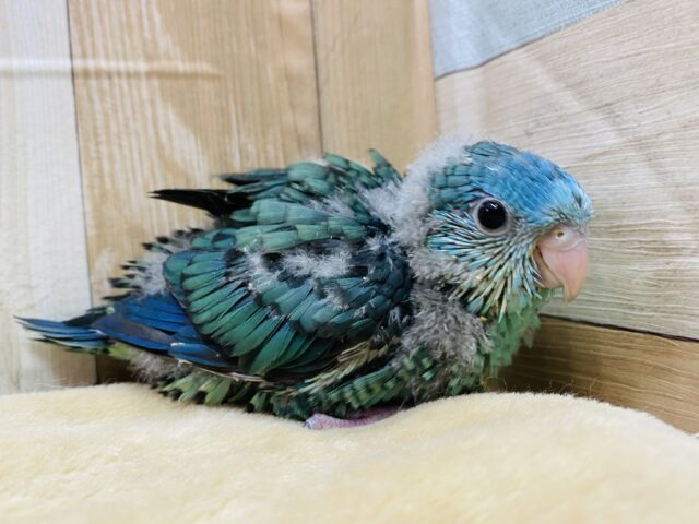 控えめ催促が可愛すぎる〜💕まん丸おめめのサザナミインコのブルー🫐