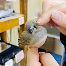 カキカキ❤️ぼわっ❤️『わっ！💓』😯このお顔がたまらない、、、☁️ キンカ鳥　ノーマル