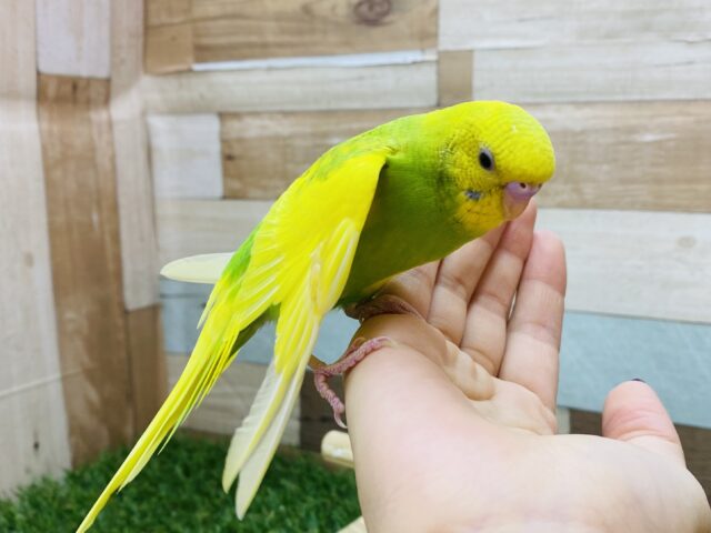 セキセイインコ