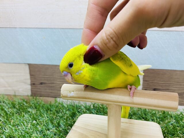 セキセイインコ