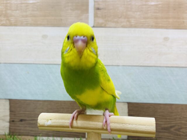 最新画像・動画あります⭐️明るいお色は明るい性格の証かな⁇✨セキセイインコのスパングルパイド！！