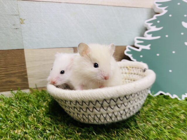 ☁️どちらのモフモフがお好みですか❓キュルキュルで可愛すぎる長毛ハムスター🐹